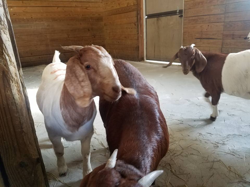 Thousand Hills Farm