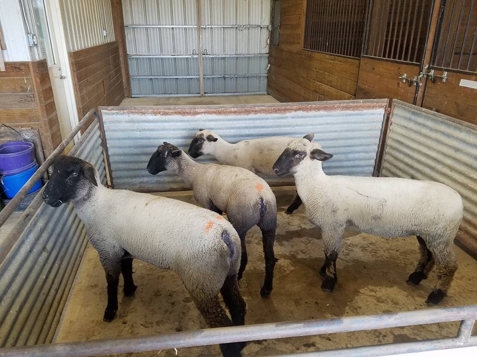 Thousand Hills Farm