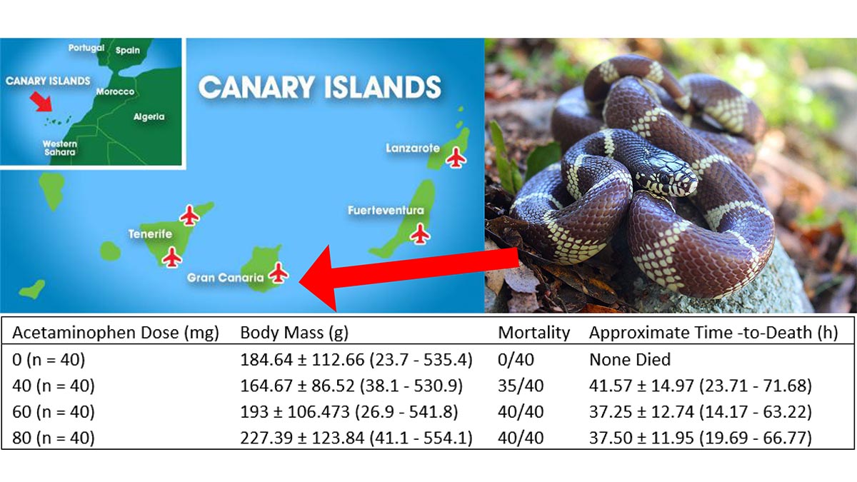 Jake's topic was "Potential Control Methods of the Invasive California Kingsnake in Gran Canaira, Canary Islands, Spain"