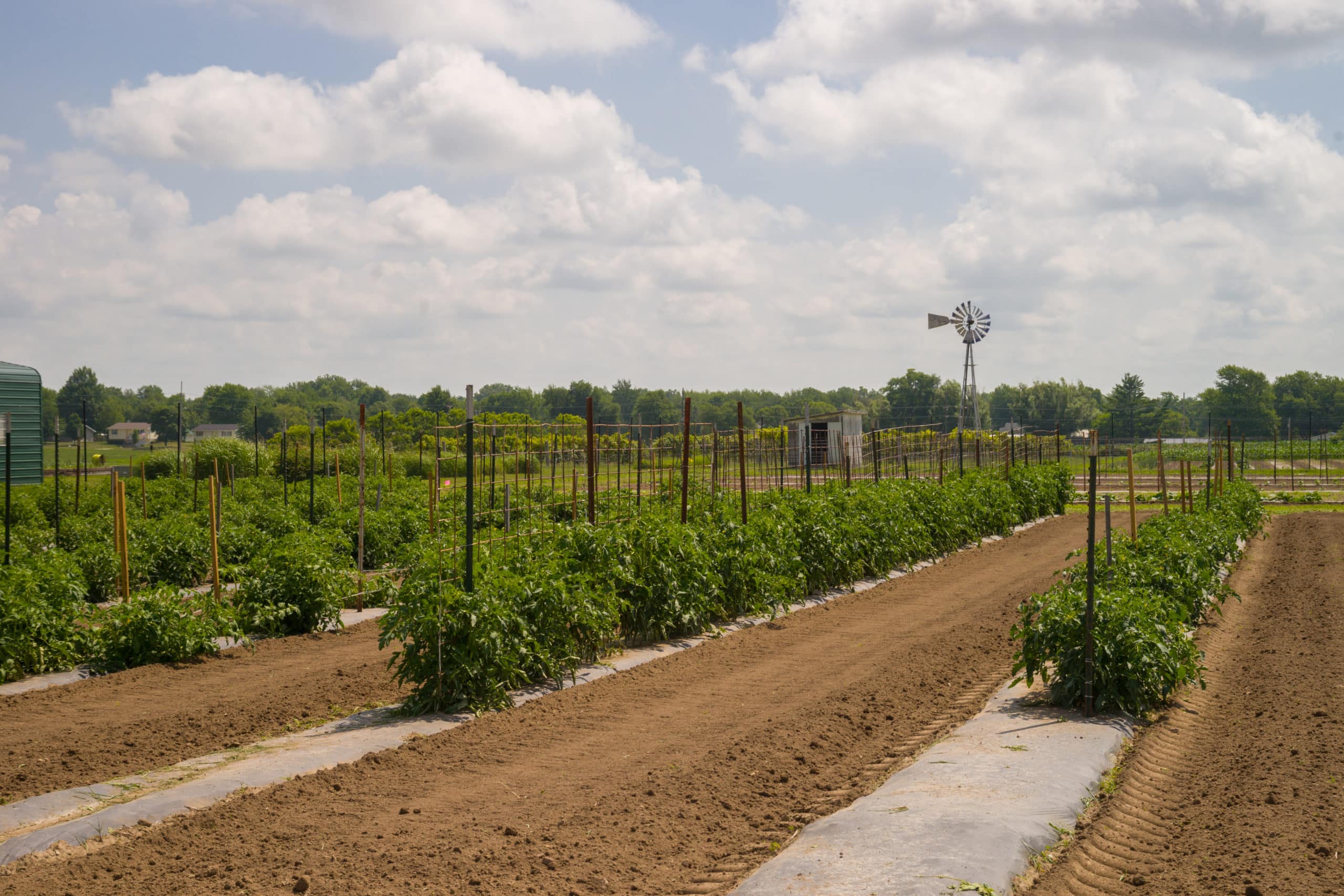 UniversityFarmCropsJuly2018-scaled