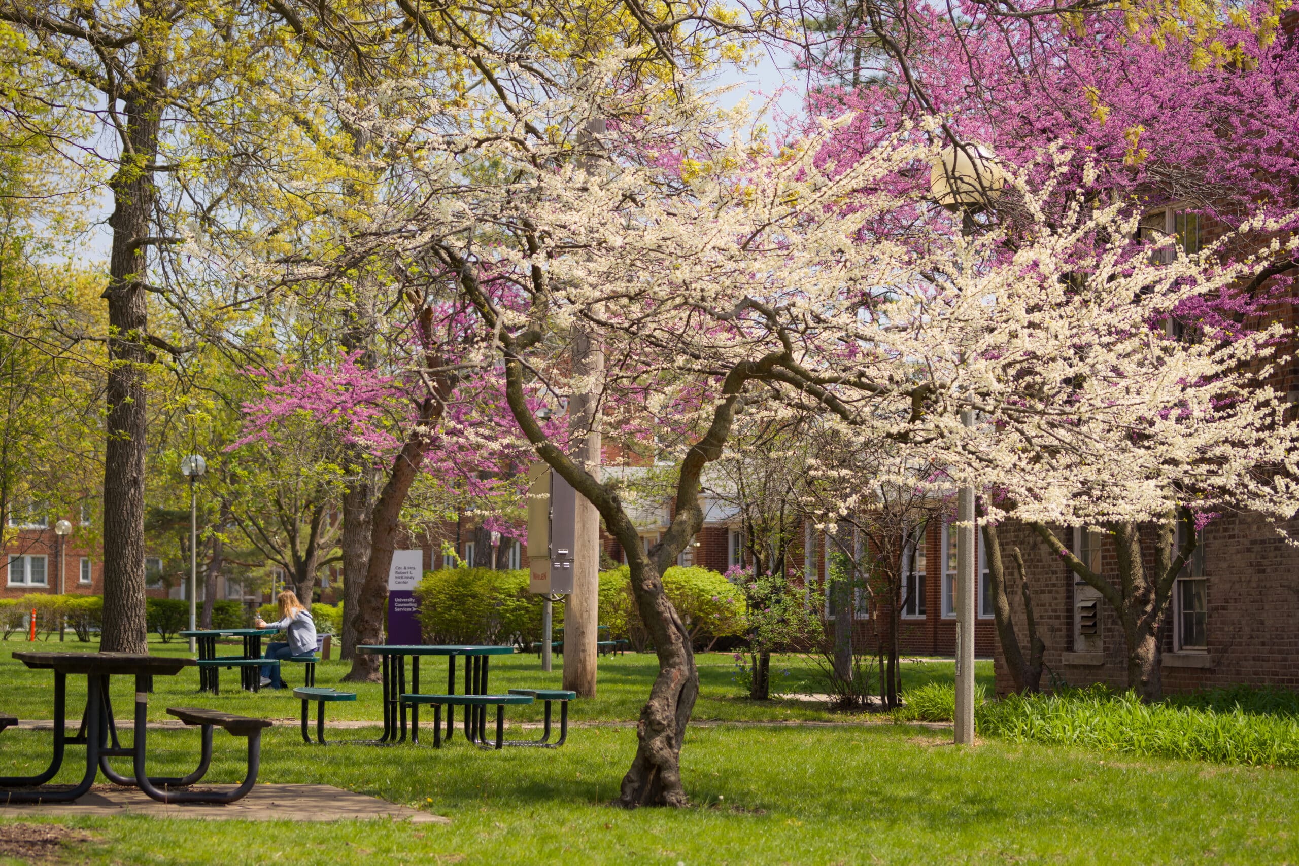 SpringTreesStudying26April2023