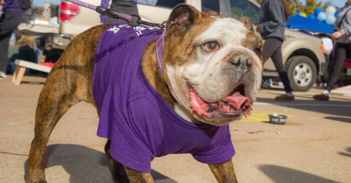 HomecomingTailgate26Oct2024-34 - Truman Today
